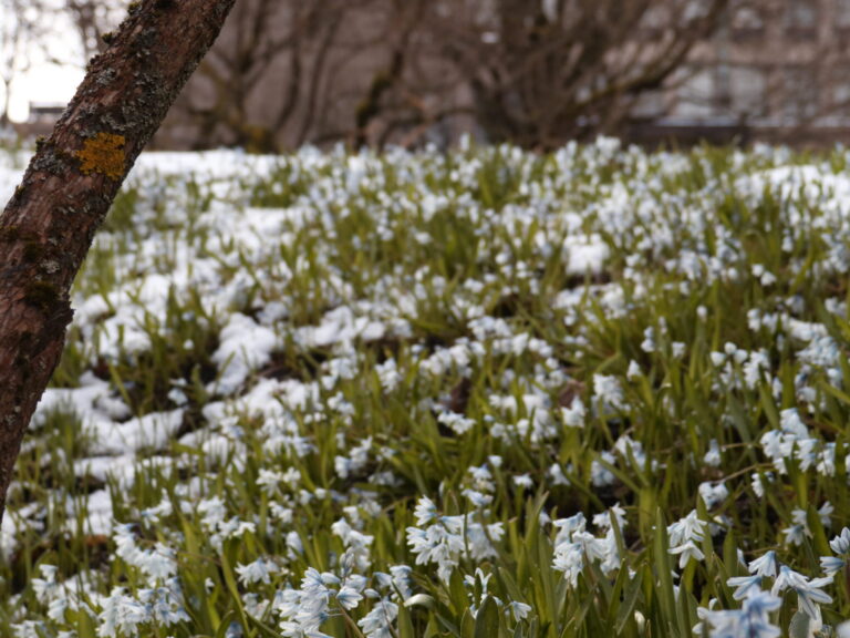 Trots sen vinter förutses en tidig sommar inför vappen