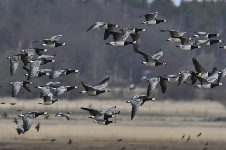 De vitkindade gässen har återvänt i rekordfart