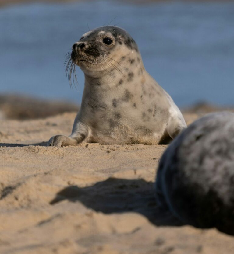 Fyra vilda sälkutar får vård vid Högholmens sjukhus