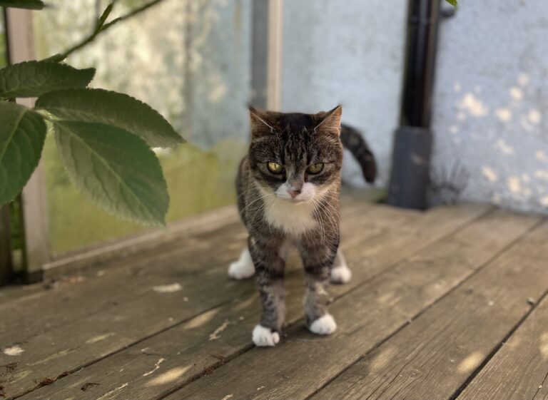 Medborgarinitiativ: katter ska inte få gå lösa utomhus
